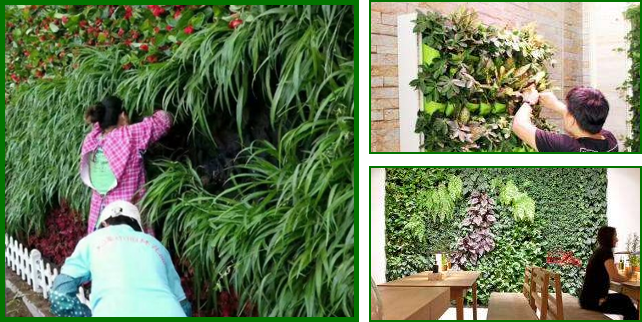 廣東植物墻 廣東植物墻